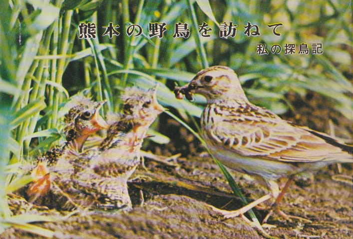 熊本の野鳥を訪ねて : 私の探鳥記