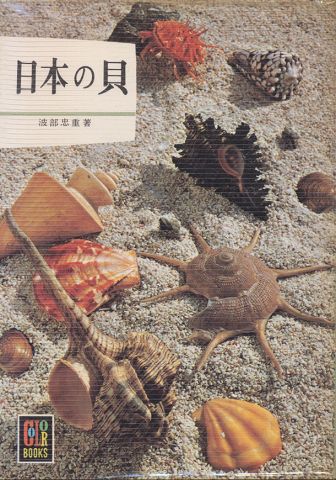日本の貝