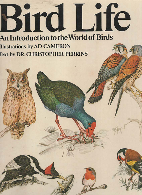 Bird Life An Introduction to the World of Birds