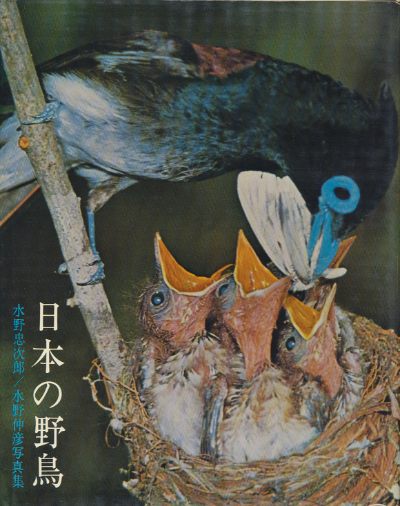 日本の野鳥 : 水野忠次郎,水野仲彦写真集