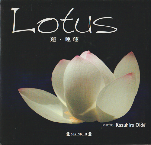 Lotus : 蓮・睡蓮 : photo