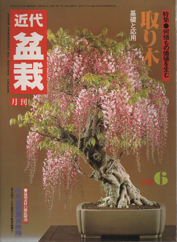 月刊「近代盆栽」1982.06 特集：何倍もの価値を生む取り木
